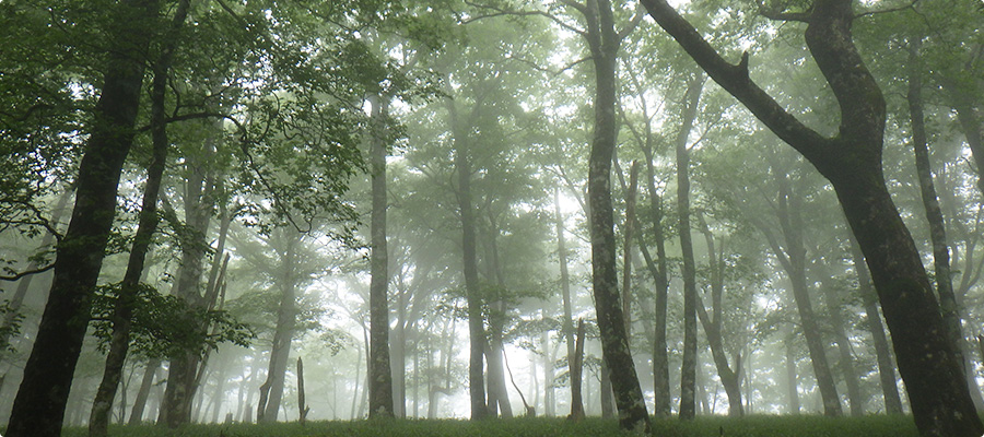 霧で先が霞んだ、青々と生い茂った木々や草木に光が差し込んでいる風景写真