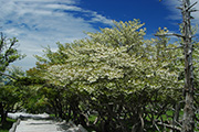 木製の遊歩道沿いに真っ白な満開の花が咲くシロヤシオの木が立ち並んでいる正木ヶ原の写真
