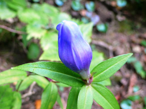 大きく葉を広げた中央に、濃い紫色の蕾をつけたリンドウの写真