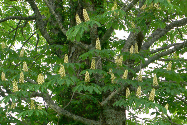 大きな木の枝に緑の葉と円すい形の大型花序を上向きに真っ直ぐ咲かせた栃の花の写真
