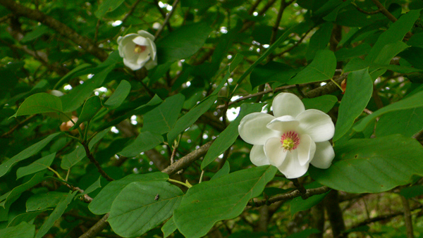 沢山の葉の間に白い大きな花を咲かせたオオヤマレンゲの写真