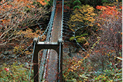 小さな吊り橋がかかる周囲の樹木の葉が黄色やオレンジ、紅色に染まっているシオカラ谷を高台から撮影した写真