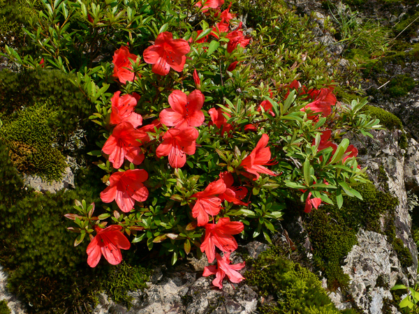 コケが生えた石の近くに、美しい赤色のサツキの花が咲いている写真