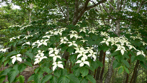 大きく広げた枝の先にある苞の葉が変化し、白い花の咲いたヤマボウシの写真