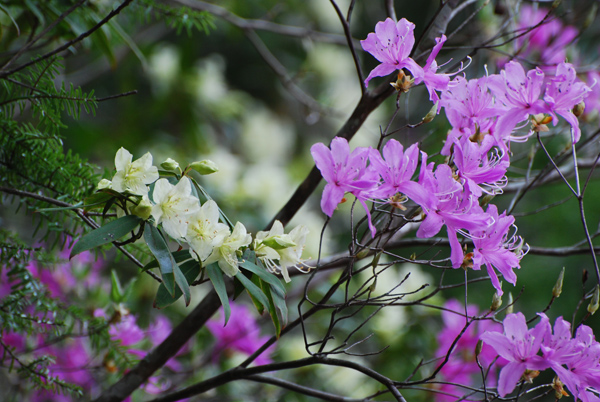 白と濃いピンクの花を咲かせたヒカゲツツジの写真