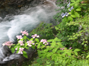 水簾の滝の水しぶきの前に薄いピンクの花が咲いている写真