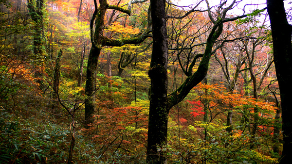 大きな木が立ち並び、下に赤や黄色に紅葉した葉が広がっている様子の写真