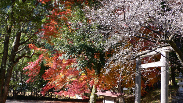 水分神社の鳥居の近くに紅葉した木とポツポツと咲いた桜の木が重なり合った様子の写真