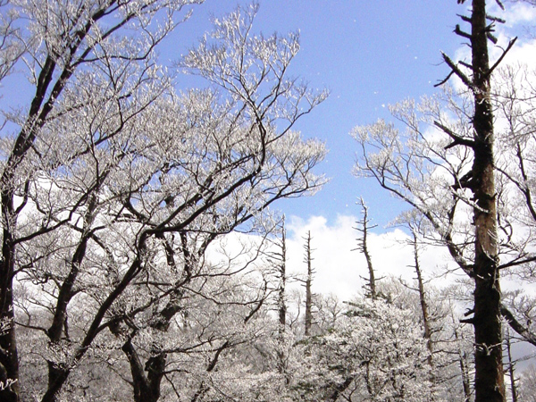 雲のかかった青空と樹木に吹き付け霧氷した桜並木の様子の写真