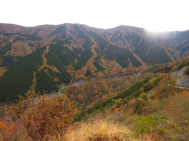 針葉樹林が広がる高塚山の周辺が紅葉した様子の写真
