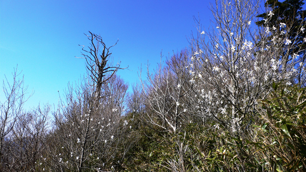 青空の下、木の枝に葉が無く白色の花の咲いたタムシバの写真