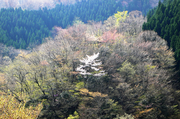 木々が立ち並び、真ん中に薄いピンクの花が咲いている山桜の写真