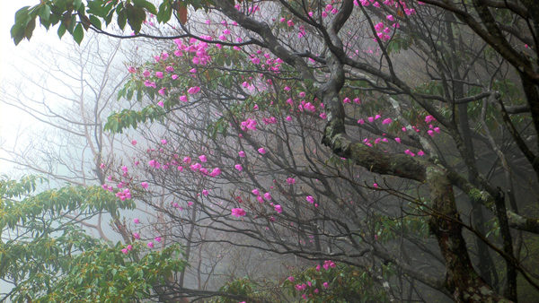霧がかかった景色に濃いピンク色の花の咲いたミツバツツジの写真