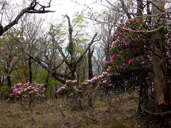 曇り空の下、森の中にピンクや濃いピンクの花のシャクナゲの写真