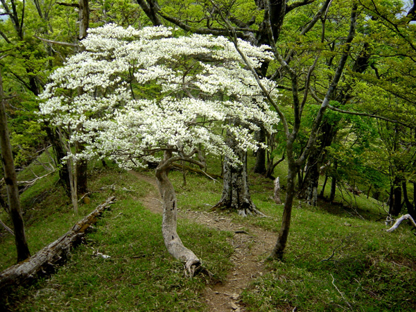 緑が広がり中央に真っ白の花が咲いたシロヤシオの写真