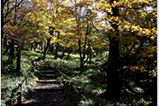 葉が黄色に色づいた木々が生えている林の中央に、奥まで続く遊歩道が整備されている尾鷲辻の写真