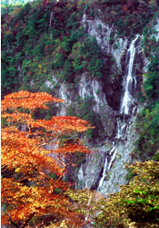 オレンジ色に紅葉した紅葉の木の後ろに滝が流れている中の滝の写真