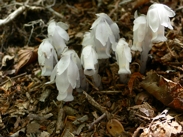 筒状鐘形の白色の花を下向きに咲かせたギンリョウソウの写真