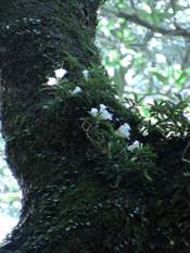 大きな木の幹の部分に白いシシンランの花が咲いている写真