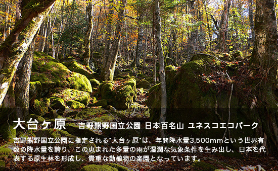 大台ケ原 吉野熊野国立公園 日本百名山 ユネスコエコパーク 吉野熊野国立公園に指定される”大台ケ原”は、年間降水量3,500ミリメートルという世界有数の降水量を誇り、この恵まれた多量の雨が湿潤な気象条件を生み出し、日本を代表する原生林を形成し、貴重な動植物の楽園となっています。（細い木が生えた林の中に、苔に覆われた大小様々な形をした岩が点在し、木々の間から木漏れ日が差し込んでいる写真）
