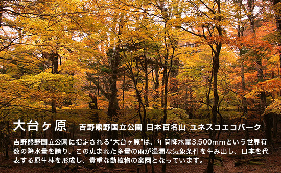 大台ケ原 吉野熊野国立公園 日本百名山 ユネスコエコパーク 吉野熊野国立公園に指定される”大台ケ原”は、年間降水量3,500ミリメートルという世界有数の降水量を誇り、この恵まれた多量の雨が湿潤な気象条件を生み出し、日本を代表する原生林を形成し、貴重な動植物の楽園となっています。（林のなかの黄色や赤色に色づいている細い木の葉が地面に落ち葉の絨毯が広がっている写真）