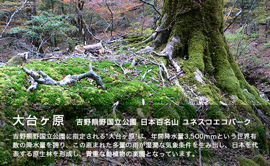 大台ケ原 吉野熊野国立公園 日本百名山 ユネスコエコパーク 吉野熊野国立公園に指定される”大台ケ原”は、年間降水量3,500ミリメートルという世界有数の降水量を誇り、この恵まれた多量の雨が湿潤な気象条件を生み出し、日本を代表する原生林を形成し、貴重な動植物の楽園となっています。（周囲の木々の葉が紅く染まり、苔に覆われた大木の根本や地面に枝が折れて落ちている写真）