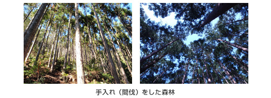 （左）まっすぐに伸びた杉の林に光が差し込んでいる風景を下から見上げるように写した写真  （右）青々とした葉が茂り、大きく伸びた杉の林の間から青空が広がる様子を下から見上げるように写した風景写真