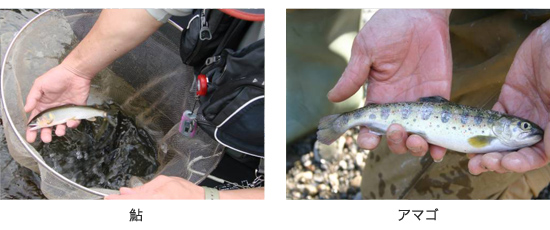 左：釣った鮎を右手に持っている手元の写真、右：横向きにしたアマゴを両手に持った写真